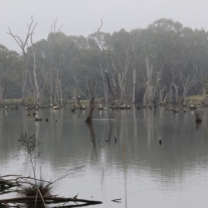 Threskiornis molucca at West Albury, NSW - 30 Jul 2023