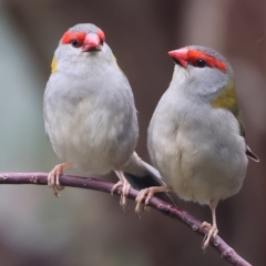 Neochmia temporalis (Red-browed Finch) at Albury - 30 Jul 2023 by KylieWaldon