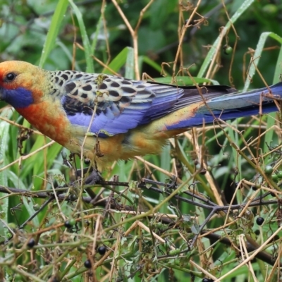 Platycercus elegans flaveolus (Yellow Rosella) at Kremur Street Boat Ramp - 30 Jul 2023 by KylieWaldon