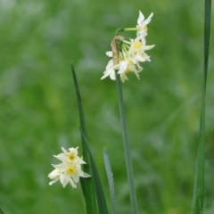 Narcissus jonquilla (Jonquil) at Albury - 30 Jul 2023 by KylieWaldon