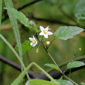 Solanum nigrum at West Albury, NSW - 30 Jul 2023 11:56 AM