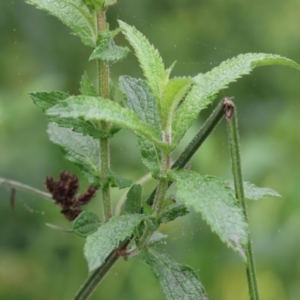 Verbena incompta at West Albury, NSW - 30 Jul 2023