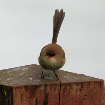 Malurus cyaneus (Superb Fairywren) at Kremur Street Boat Ramp - 30 Jul 2023 by KylieWaldon