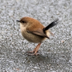 Malurus cyaneus at West Albury, NSW - 30 Jul 2023