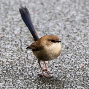 Malurus cyaneus at West Albury, NSW - 30 Jul 2023