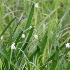 Leucojum aestivum (Summer Snowflake or Snowbell) at Albury - 30 Jul 2023 by KylieWaldon