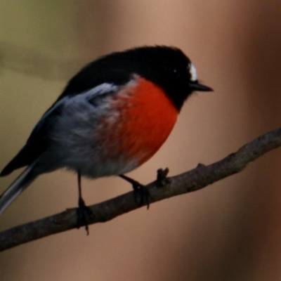 Petroica boodang (Scarlet Robin) at Albury - 30 Jul 2023 by PaulF