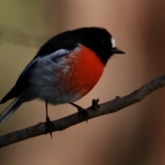 Petroica boodang (Scarlet Robin) at Table Top, NSW - 30 Jul 2023 by PaulF
