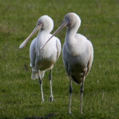 Platalea flavipes (Yellow-billed Spoonbill) at Albury - 30 Jul 2023 by PaulF