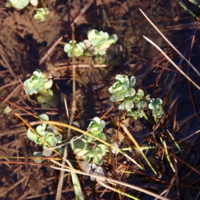 Unidentified Other Fresh Water Plant at QPRC LGA - 30 Jul 2023 by LisaH