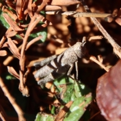 Acrididae sp. (family) (Unidentified Grasshopper) at Mongarlowe River - 30 Jul 2023 by LisaH