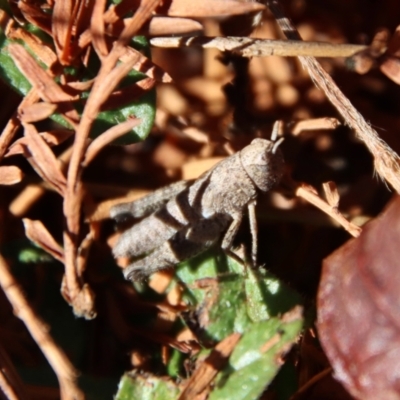 Acrididae sp. (family) (Unidentified Grasshopper) at QPRC LGA - 30 Jul 2023 by LisaH