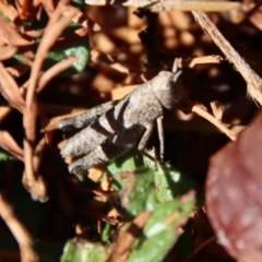 Acrididae sp. (family) at Mongarlowe, NSW - 30 Jul 2023