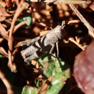 Acrididae sp. (family) at Mongarlowe, NSW - suppressed