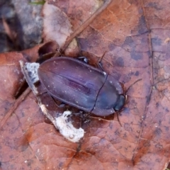 Pterohelaeus planus (Pie dish beetle) at QPRC LGA - 30 Jul 2023 by LisaH