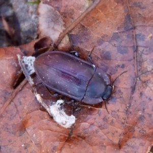 Pterohelaeus planus at Mongarlowe, NSW - suppressed