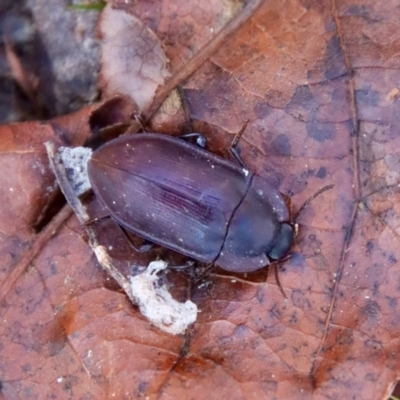 Pterohelaeus planus (Pie dish beetle) at QPRC LGA - 30 Jul 2023 by LisaH