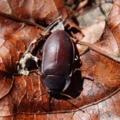 Pterohelaeus planus at Mongarlowe, NSW - suppressed