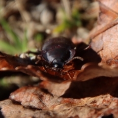 Pterohelaeus planus at Mongarlowe, NSW - suppressed