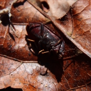 Pterohelaeus planus at Mongarlowe, NSW - suppressed