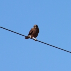 Falco berigora (Brown Falcon) at QPRC LGA - 30 Jul 2023 by LisaH