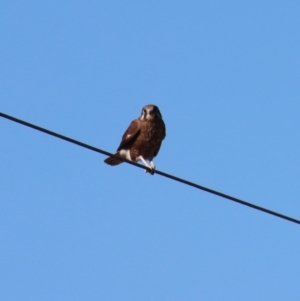 Falco berigora at Braidwood, NSW - suppressed