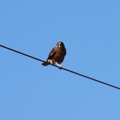 Falco berigora (Brown Falcon) at QPRC LGA - 30 Jul 2023 by LisaH