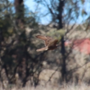 Falco berigora at Braidwood, NSW - suppressed