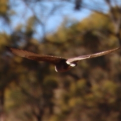 Falco berigora at Braidwood, NSW - 30 Jul 2023