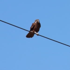 Falco berigora at Braidwood, NSW - 30 Jul 2023