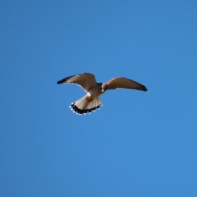 Falco cenchroides (Nankeen Kestrel) at QPRC LGA - 30 Jul 2023 by LisaH