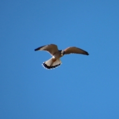 Falco cenchroides (Nankeen Kestrel) at Larbert, NSW - 30 Jul 2023 by LisaH
