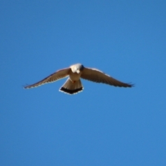 Falco cenchroides at Larbert, NSW - 30 Jul 2023