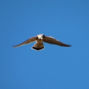 Falco cenchroides at Larbert, NSW - 30 Jul 2023