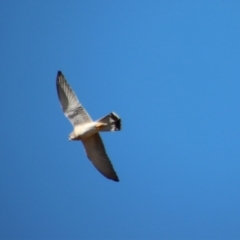 Falco cenchroides at Larbert, NSW - 30 Jul 2023