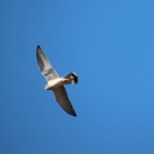 Falco cenchroides at Larbert, NSW - 30 Jul 2023