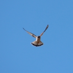 Falco cenchroides at Larbert, NSW - 30 Jul 2023