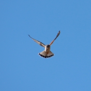 Falco cenchroides at Larbert, NSW - 30 Jul 2023