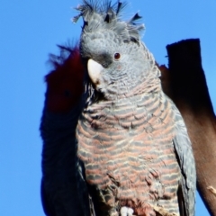 Callocephalon fimbriatum (Gang-gang Cockatoo) at Hughes, ACT - 27 Jul 2023 by LisaH