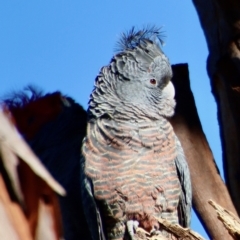 Callocephalon fimbriatum at Hughes, ACT - 27 Jul 2023