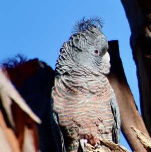 Callocephalon fimbriatum at Hughes, ACT - 27 Jul 2023