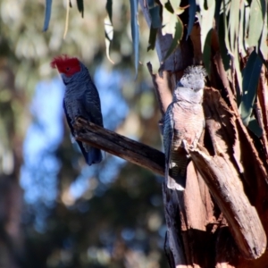 Callocephalon fimbriatum at Hughes, ACT - suppressed