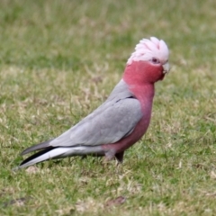 Eolophus roseicapilla (Galah) at Burrumbuttock, NSW - 30 Jul 2023 by PaulF