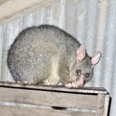 Trichosurus vulpecula (Common Brushtail Possum) at Braidwood, NSW - 30 Jul 2023 by MatthewFrawley