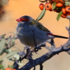 Neochmia temporalis (Red-browed Finch) at Symonston, ACT - 30 Jul 2023 by RodDeb