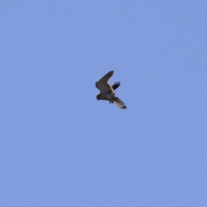 Falco cenchroides at Symonston, ACT - 30 Jul 2023