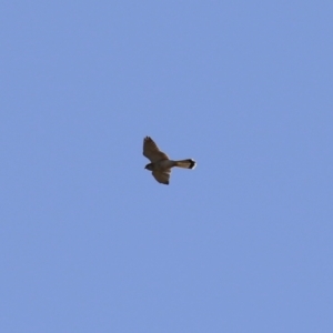 Falco cenchroides at Symonston, ACT - 30 Jul 2023