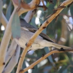 Pachycephala pectoralis (Golden Whistler) at Symonston, ACT - 30 Jul 2023 by RodDeb