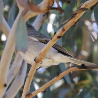 Pachycephala pectoralis (Golden Whistler) at Symonston, ACT - 30 Jul 2023 by RodDeb