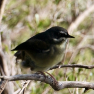 Sericornis frontalis at Beechworth, VIC - 23 Jul 2023 02:40 PM